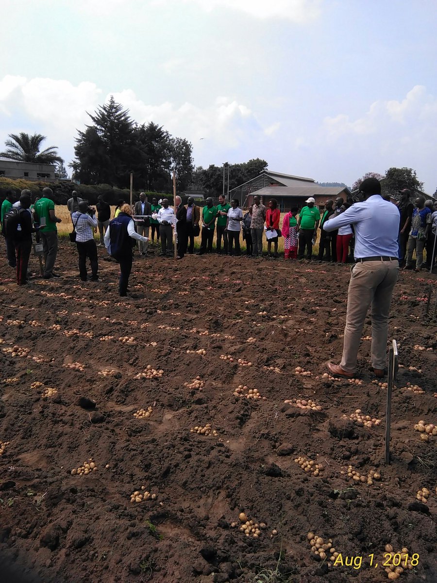 Happening now: Launching new potato seed varieties research at RAB northern <a href="/MusanzeDistrict/">Musanze District</a> implemented by <a href="/RAB/">Richie A. Benavidez</a> and CIP funded by USAID/ @psdag_rwanda 
Officialy launched by Dr CHARLES Murekezi <a href="/RwandaAgri/">Ministry of Agriculture & Animal Resources |Rwanda</a> 
Thx <a href="/RwandaAgriBoard/">Rwanda Agriculture & Animal Resources Devpt Board</a>  <a href="/spf_ikigega/">SPF-Ikigega</a> #SOPYRWA #AGRISEED <a href="/ryaf_agribiz/">Rwanda Youth In Agribusiness Forum</a>