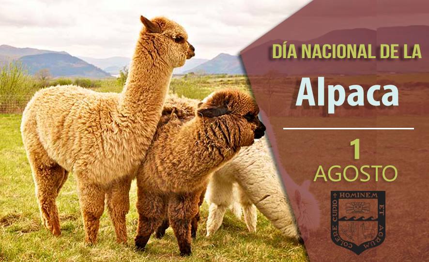 UNALM_online's tweet photo. Hoy celebramos el Día Nacional de la Alpaca recordando que el Perú es el primer productor de su fibra en el mundo gracias a personas dedicadas a preservar y desarrollar esta importante especie.
►Conoce las investigaciones de la UNALM: https://t.co/Tn8Hi3EFbA https://t.co/e63zM4e5Ql