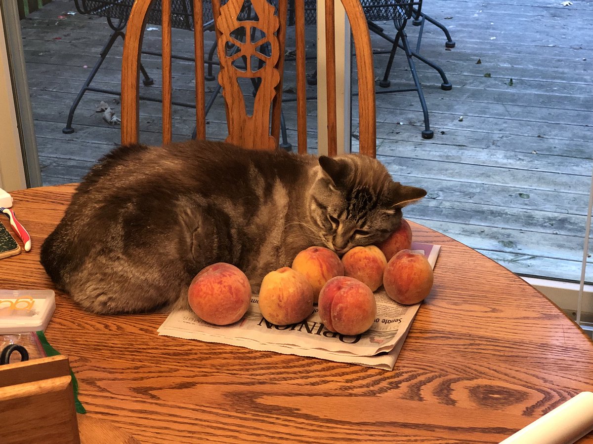 My parents’ cat inexplicably LOVES peaches, and it’s the most delightful thing. They send regular picture updates to the family group chat of this cat just chilling with the peaches. It’s the most important notification I get to my phone.
