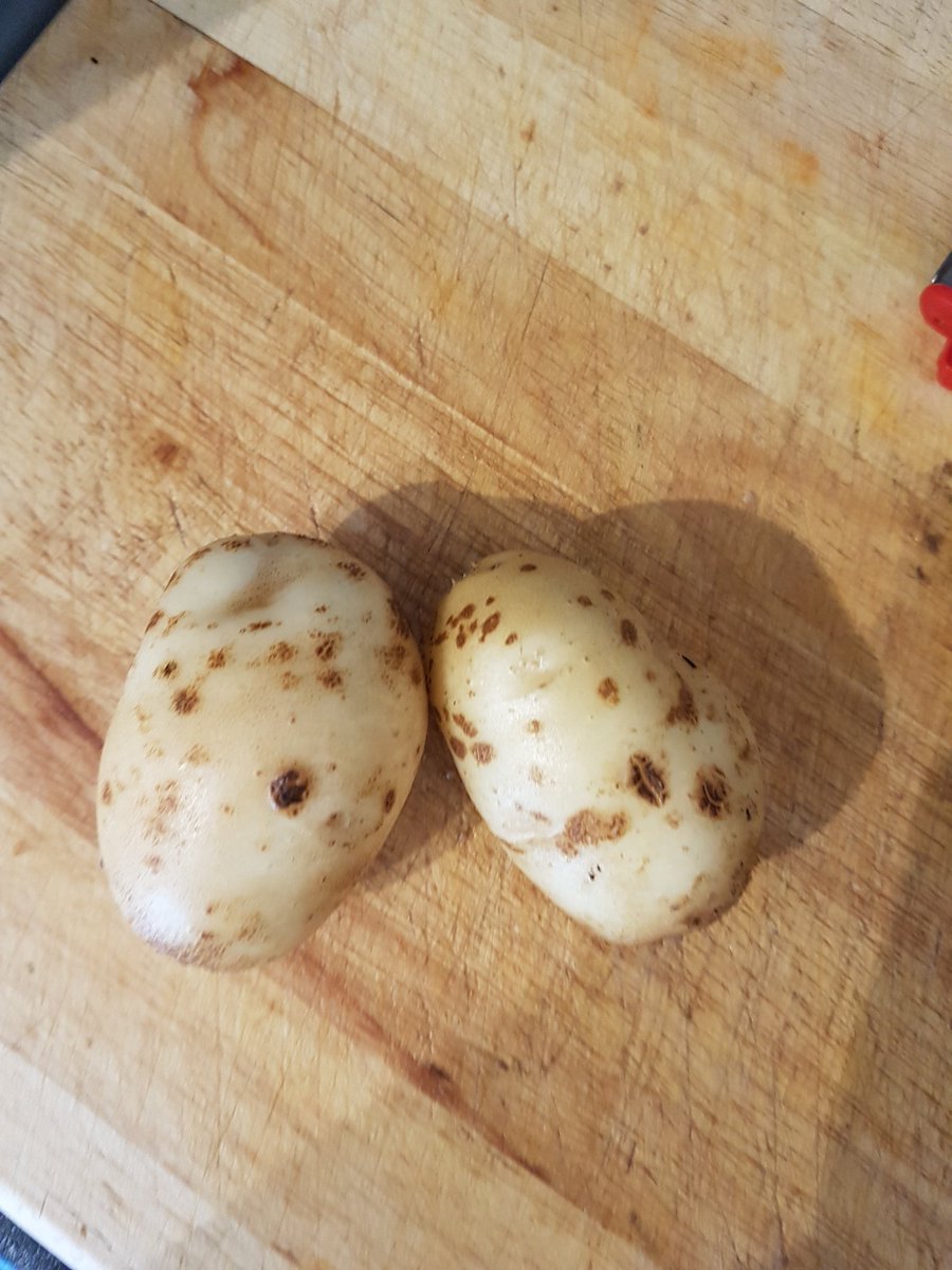 GrowYourOwn7's tweet image. My #potatoes have #commonscab probably due to the hot weather &amp;amp; me not watering enough in these very unusual hot conditions! Always learning! But just peel off the scab &amp;amp; still beautiful! #gyo #growyourown #growyourownfood #gardening #garden