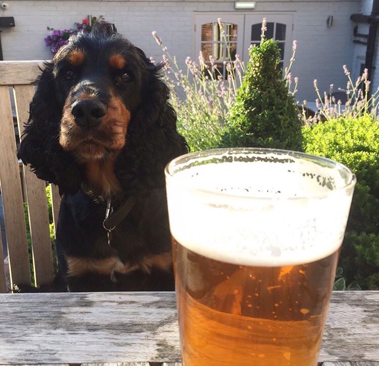 Even our furry friends love our Boot Beer!! 🐶🐶