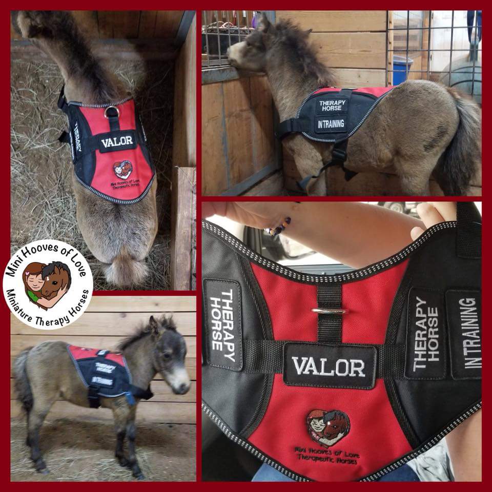 MHOLminis's tweet photo. Little #therapyhorse #intraining #Valor receives his #workingvest ! He didn’t mind it at all when it was put on him. Pray that he may be the light of joy, gentleness, & peace; giving love & smiles to those that are in need of it all the days of his life.
#PetJoy #MHOL #NewKid https://t.co/oxAtTFcijq