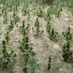 Image for the Tweet beginning: Localizan varias plantaciones de marihuana
