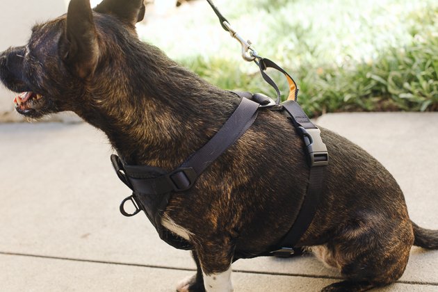 wirecutter best dog harness
