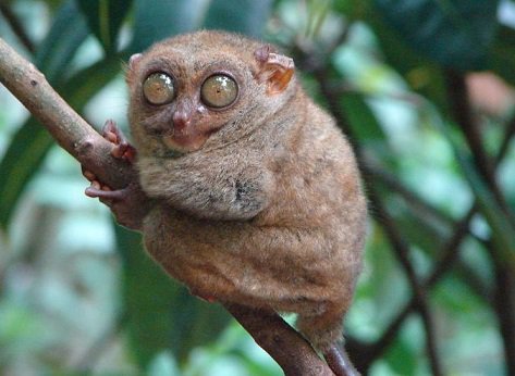 可能性の獣 スローロリス 可能性の獣 スローロリス