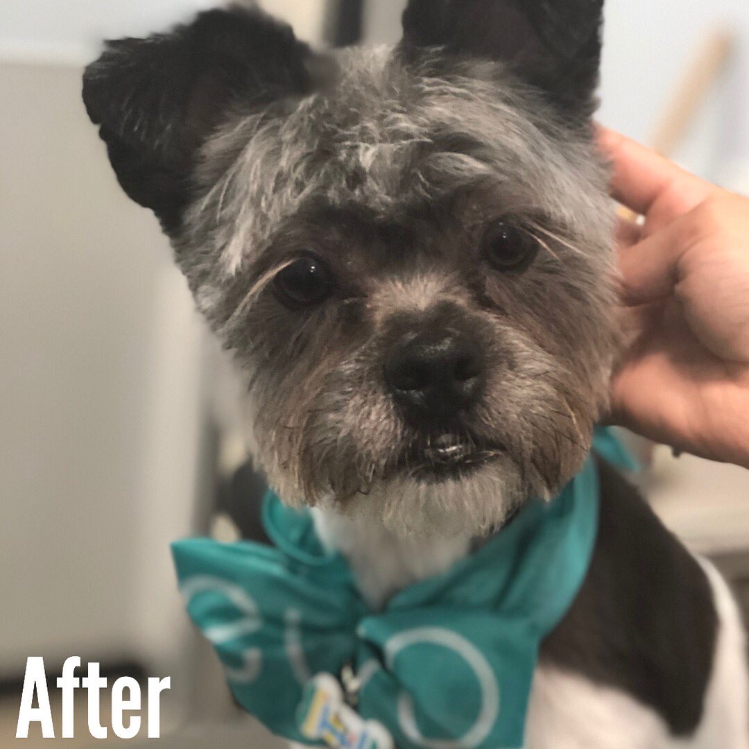 Poptart is looking super cute and brand new! 🤗🐾 *Groomed by Kimberly 🐶 #thegroomery #thegroomerynyc #schnauzersofinstagram #petsmartgroomer #petsmartgrooming #petsmart #fortheloveofpets #shitzumix #wednesdaygrooming #wednesday #groomingstylist #fortheloveofpets