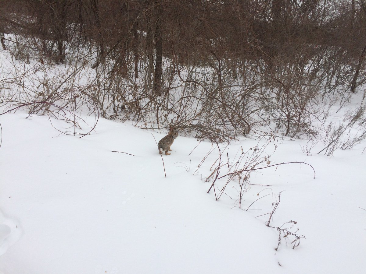 AECheeseman's tweet image. We are hiring our winter cottontail crew! Please pass along to your stellar graduates and techs! Info on applying can be found here: bit.ly/2KhKJFW 
App. deadline: 9/15/18
#conservationjob #fieldwork #poopscience #radiotelemetry #NewEnglandCottontail @EsfCohen