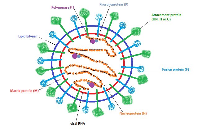 Image result for paramyxovirus