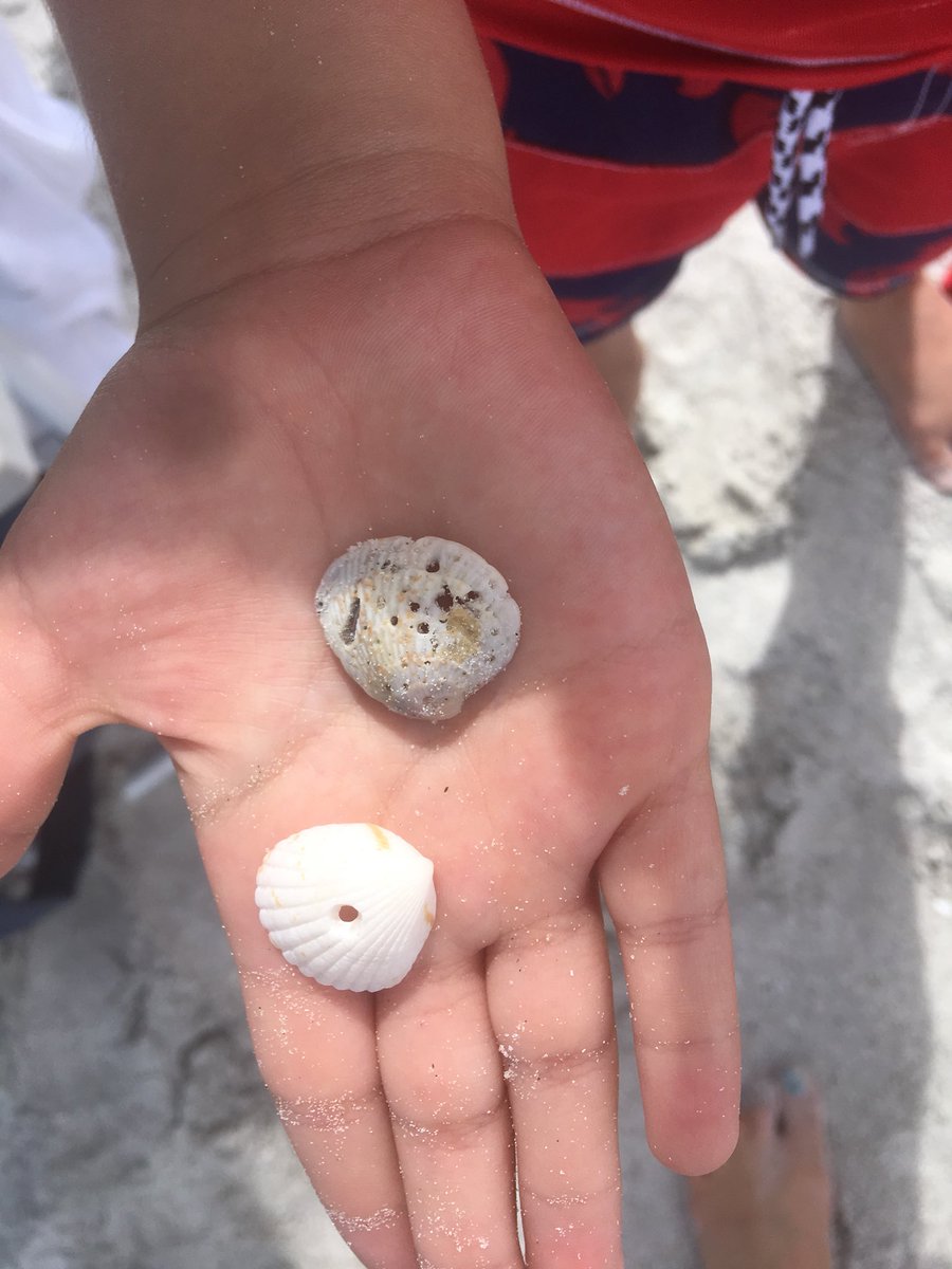 GrossiNatalie's tweet photo. Today’s Inquiry: “how do shells get their characteristics?” #vacationlearning https://t.co/Mi8BjP4V4o