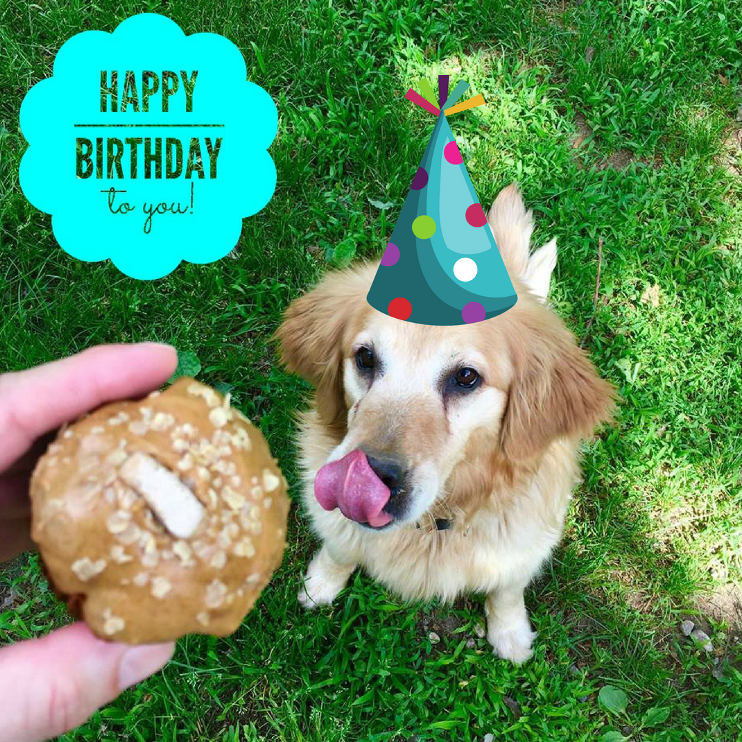 YankeeGolden's tweet photo. August first (Dogust) is the universal birthday for shelter dogs! Happy Birthday to all! #YGRR #YankeeGoldenRetrieverRescue #GoldenRetrievers #dogust https://t.co/bpI47M7eGS