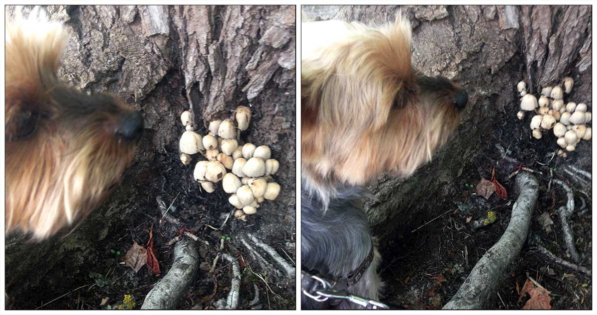 ShadeDesign's tweet image. I found the #mushrooms! 😀But my mother said it was poisonous #toadstools!😯
#Yorkie #Yorkshire #YorkshireTerrier #Dog  #puppy #doglovers #DogLife  #CuteDog #LoveYorkie #loveDogs #LoveYou #FunnyDog #CuteYorkie  #sweetLife #funPics #pets #love #LoveYou #puppylove
