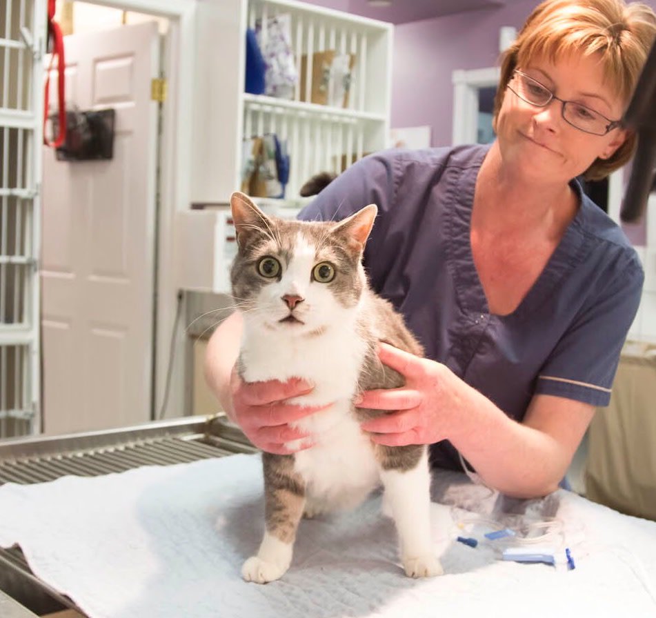 Parkland Veterinary Clinic (@parkland_vet) / Twitter Parkland Veterinary Clinic (@parkland_vet) / Twitter
