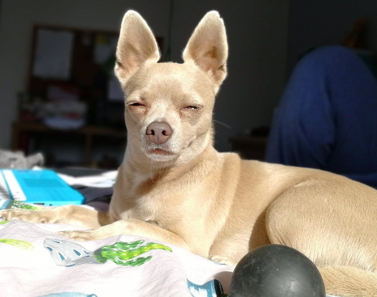 RedAndHomeless's tweet photo. It's an odd feeling knowing that for the next year of my life I'll be sharing it with an animal who holds nothing but contempt for me #stepdogs https://t.co/u0svf1bDUL
