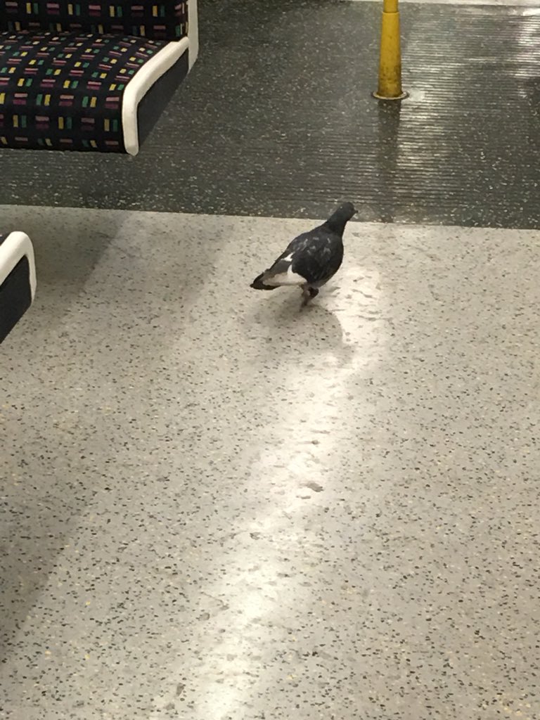 Pigeon on the Met Line as it is easier to take the tube than fly.