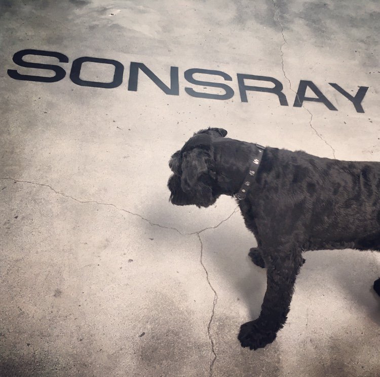 Sonsray's tweet photo. Meet Luna... A Sonsray enthusiast who loves long walks on the beach, human food, and a good belly rub. She's quite possibly our new mascot!
#Sonsraylife #Doglovers #Dogoftheday #Mascot #Meetluna https://t.co/2uA0sxgrHw