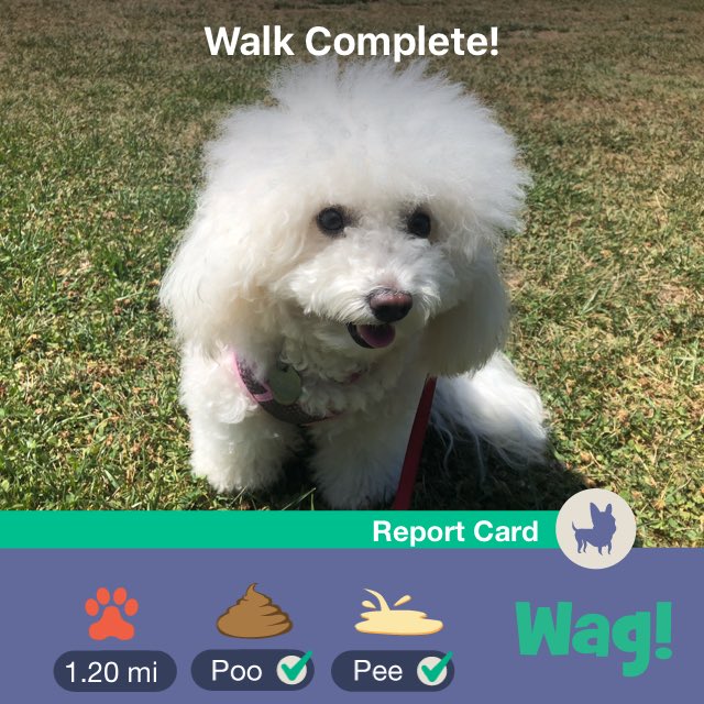 katplacer's tweet photo. Just finished a dog walk on Wag! Use my link https://t.co/0BAFv1ABPz for $50 of FREE Wag credit! https://t.co/e4mrZaeIEe https://t.co/tCearR3PYY