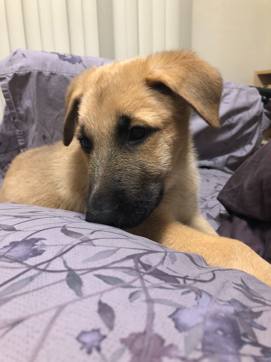 So... this happened.  Meet Ripley.