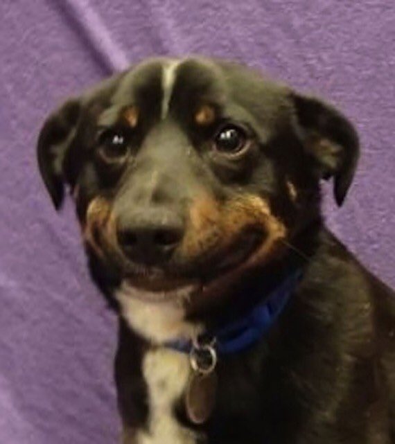 animalsfaces's tweet image. -prof: j’espère que vous avez tous bien relu votre leçon, éval surpise
-moi