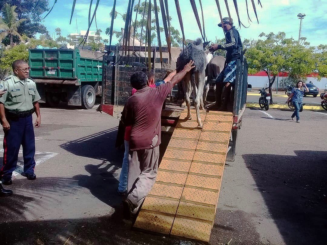 willy_casanova's tweet photo. Cinco burros, entre ellos una hembra preñada, han sido retenidos por la @alcaldiademcbo luego de que los funcionarios actuantes determinaran que, además de violar las regulaciones que impiden su circulación, los animales presentaban laceraciones, deshidratación y anemia. https://t.co/Tve9KjcU1p