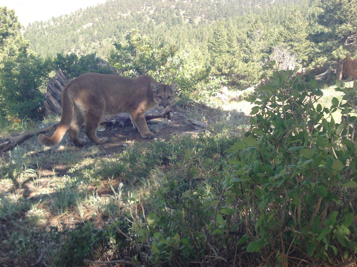 <a href="/jcosrangeradam/">Adam</a> spotted this bobcat family on patrol!
Compared to mountain lions, bobcats have short tails, triangular facial features, more spotted coloring with dark bands on their legs, and are much smaller in general. 
Keep pets on leash, indoors, or in protected enclosures!