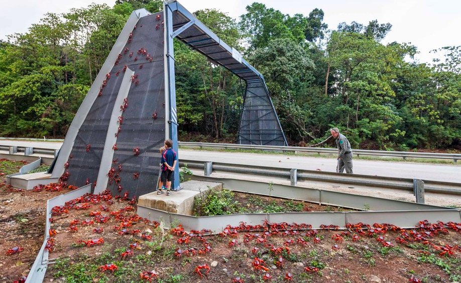 ben_a_goldfarb's tweet image. Okay how did I not know about the overpass for Christmas Island crabs?! One of the coolest pictures I've ever seen; thanks to @ptsarahdactyl for the great story on wildlife crossings. citylab.com/life/2018/07/w…