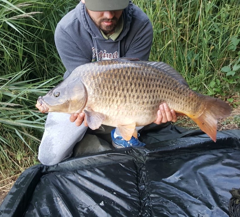 marc_uk_dude's tweet image. #commoncarp #quickflick #carpfishing