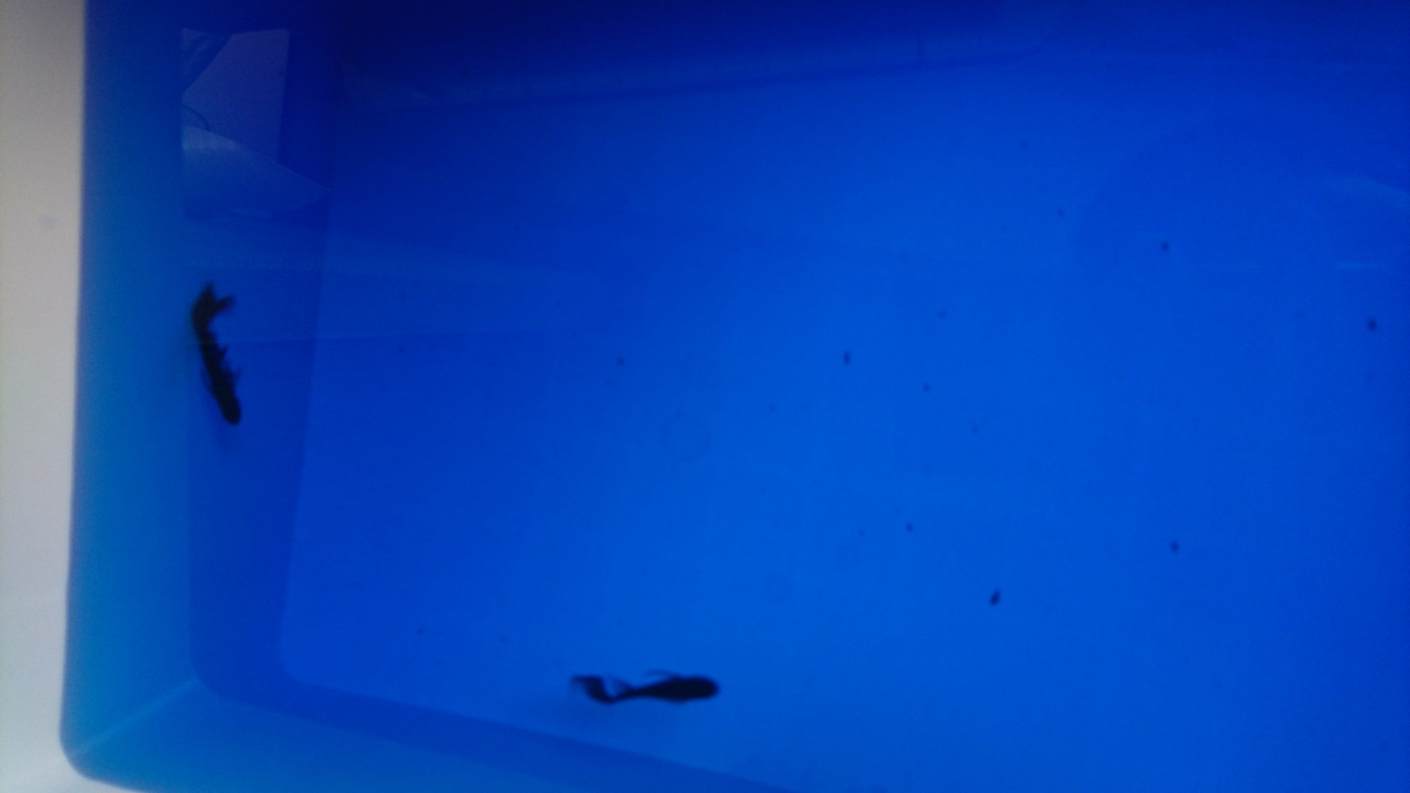 めだぱに メダカ メダカのヒレが水カビ病になり 薬浴しはじめて4日 一向によくならず 広がってる気がする てか メチレンブルー濃すぎかな 水カビ病 メダカ 薬浴 T Co Yglmapkbt0 Twitter