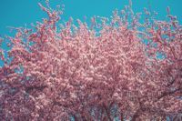 NAU's tweet image. #MyNormalin5Words
Yes, we have four seasons.