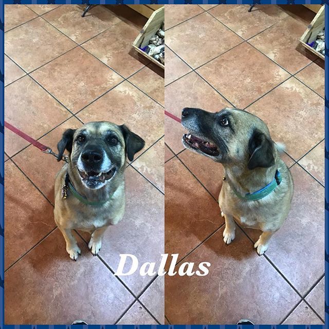 TDBFLOWERMOUND's tweet photo. Dallas came in today for a Daggo Taco! Have a great day sweetie, see you soon🌮🐾💕 #dogsafe #dogbakery #rawhide #naturalrawhide #allnatural #allnaturaltreats #dogtreats #cattreats #southlaketx #shopsofsouthlake #unleashthelove #dogsofinstagram https://t.co/9P3MMLkVFV https://t.co/ax1Bh5hI2k