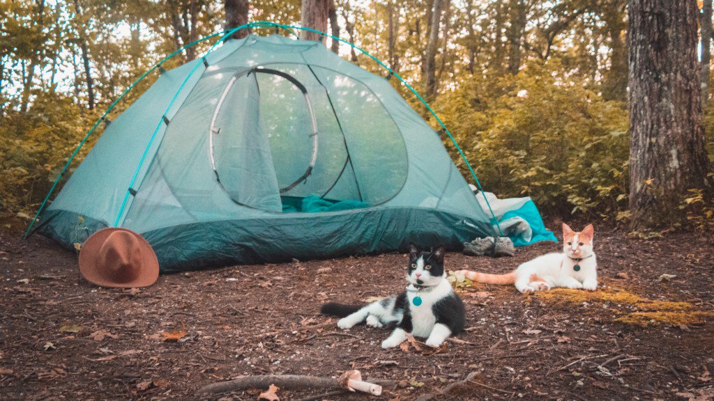 ShaleeWanders's tweet photo. A Guide to Camping With Cats https://t.co/q1i0mmrif2 https://t.co/QBnOjbxnHv