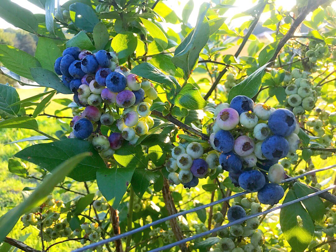 UncustomaryHW's tweet photo. Day 10 of @HappyMentality's #mhchallenge: take a picture of something beautiful.
My blueberries, growing on the farm. I really liked this challenge, in particular. Beautiful things are all around us, but we forget that... it was nice to be reminded. https://t.co/bbI1OXjSh8