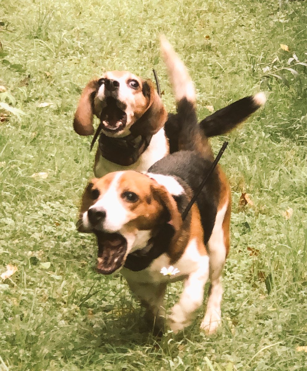 Beaglebard's tweet photo. Getting after it! #SportDOG #thatdogwill chase! https://t.co/XPtOxa6xcE
