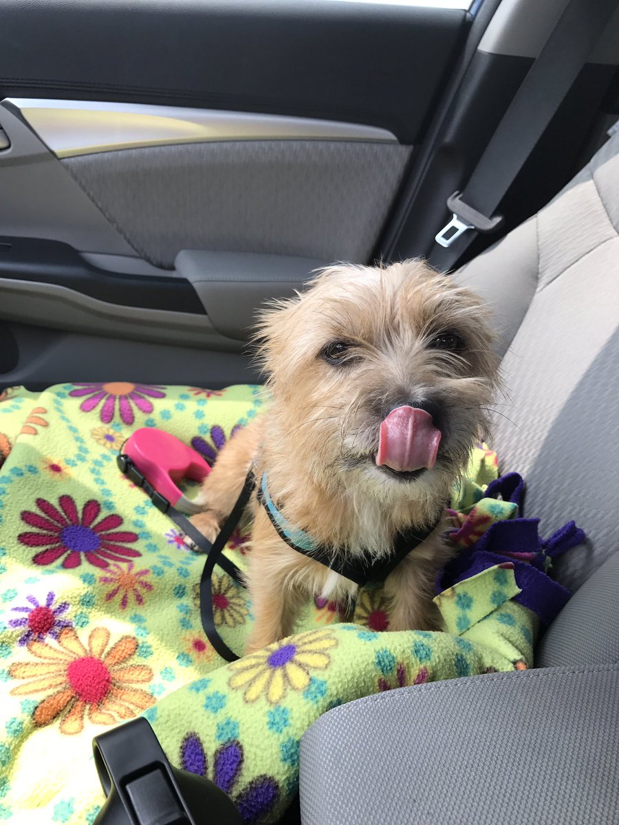 Destiny__Moore's tweet photo. Grateful to be able to give this shelter dog her fur-ever home, welcome home Poppy (,: 
adopt don't shop !! https://t.co/RfCsdymNir