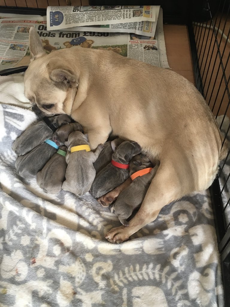 My girl Indie and her pups @SteveEssomArt @yesiscoming @2FrenchBullys @myfrenchie @FrenchBulldogD @FrenchBulldogD @frenchbulldogfc @MissChloePaws