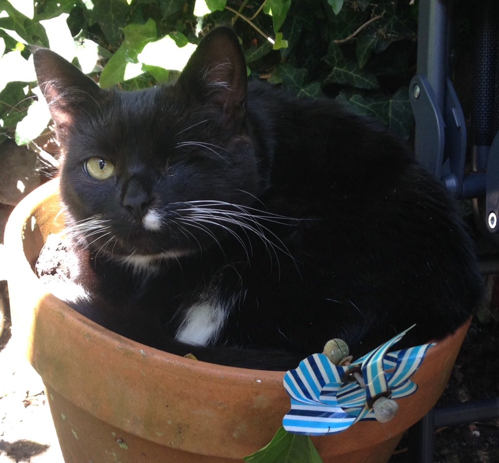Claire_E_Gibson's tweet photo. Boo is missing again from Radnor Road, #Canton, #Cardiff. He is 12 months, neutered, and has one eye. Black with white whiskers, bib, tummy, nose spot and boxing gloves. Last seen 31/7/18. Please RT @CantonPontcanna #lostcat #findBoo https://t.co/6xqQToKDqD