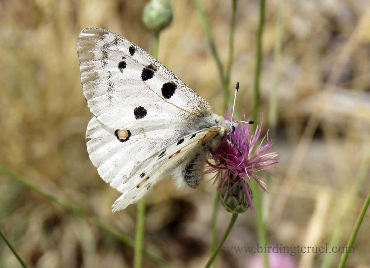 No solo hay aves en nuestra Masía / Not only are birds in our barn. (Pharnasius apollo) #pharnasius #butterflies birdingteruel.com