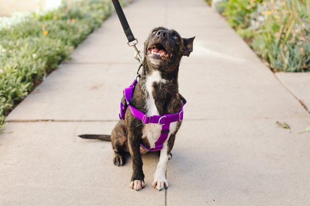 wirecutter best dog harness
