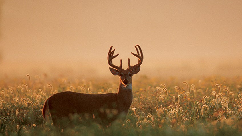AmericanHunter's tweet photo. Expert Advice on August Buck Sightings — https://t.co/07Secv3ULA — #deer #whitetails #hunting https://t.co/Ye1iQasvgj