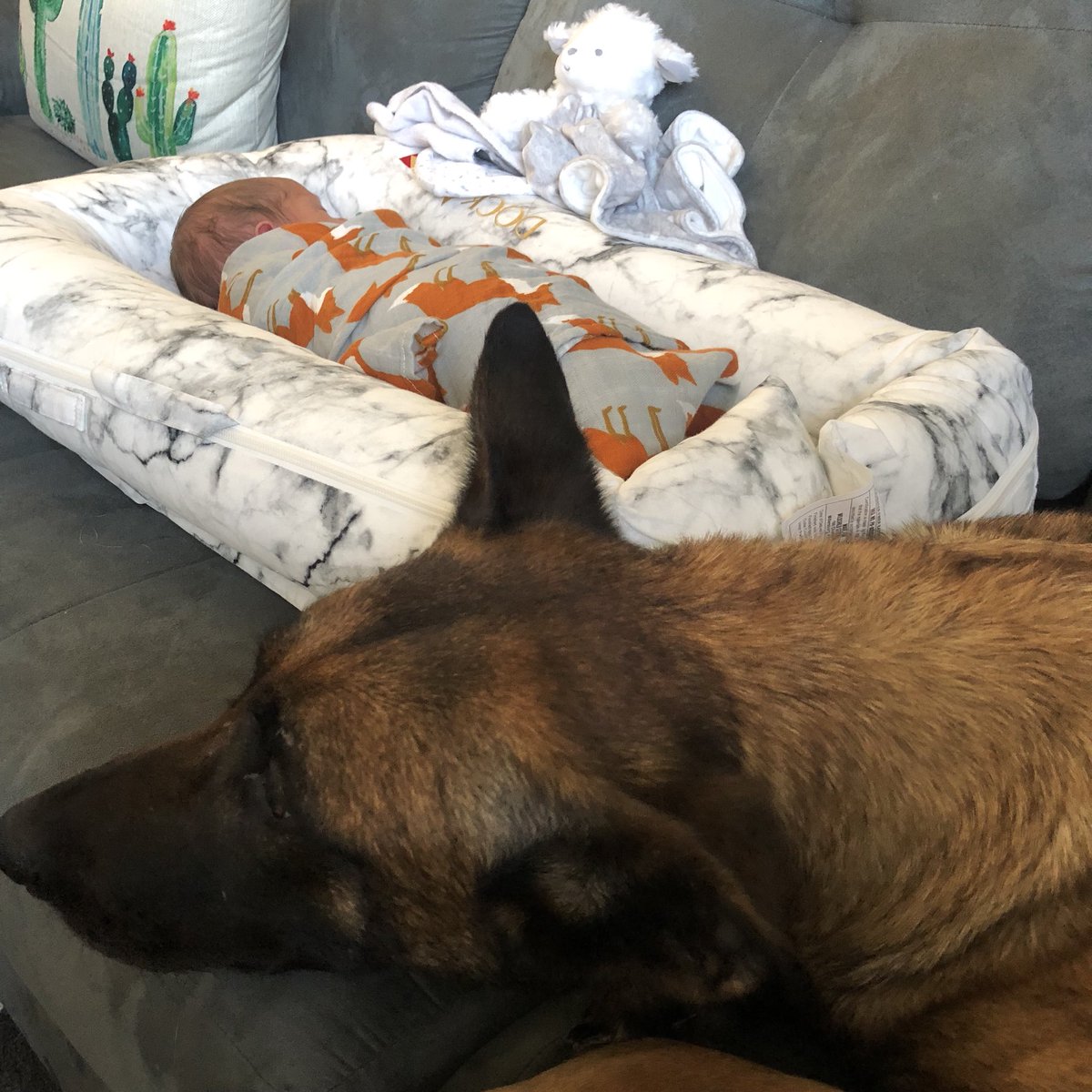 ChiefRobledo's tweet image. PPD K9 Kàra is on double time watching out for newborn “Baby Waylon Lee” while he sleeps. @Pf_Police K9s have the best servant 💕 and guard our ofcs &amp;amp; families 24/7. We should be more like them! @bluecourage