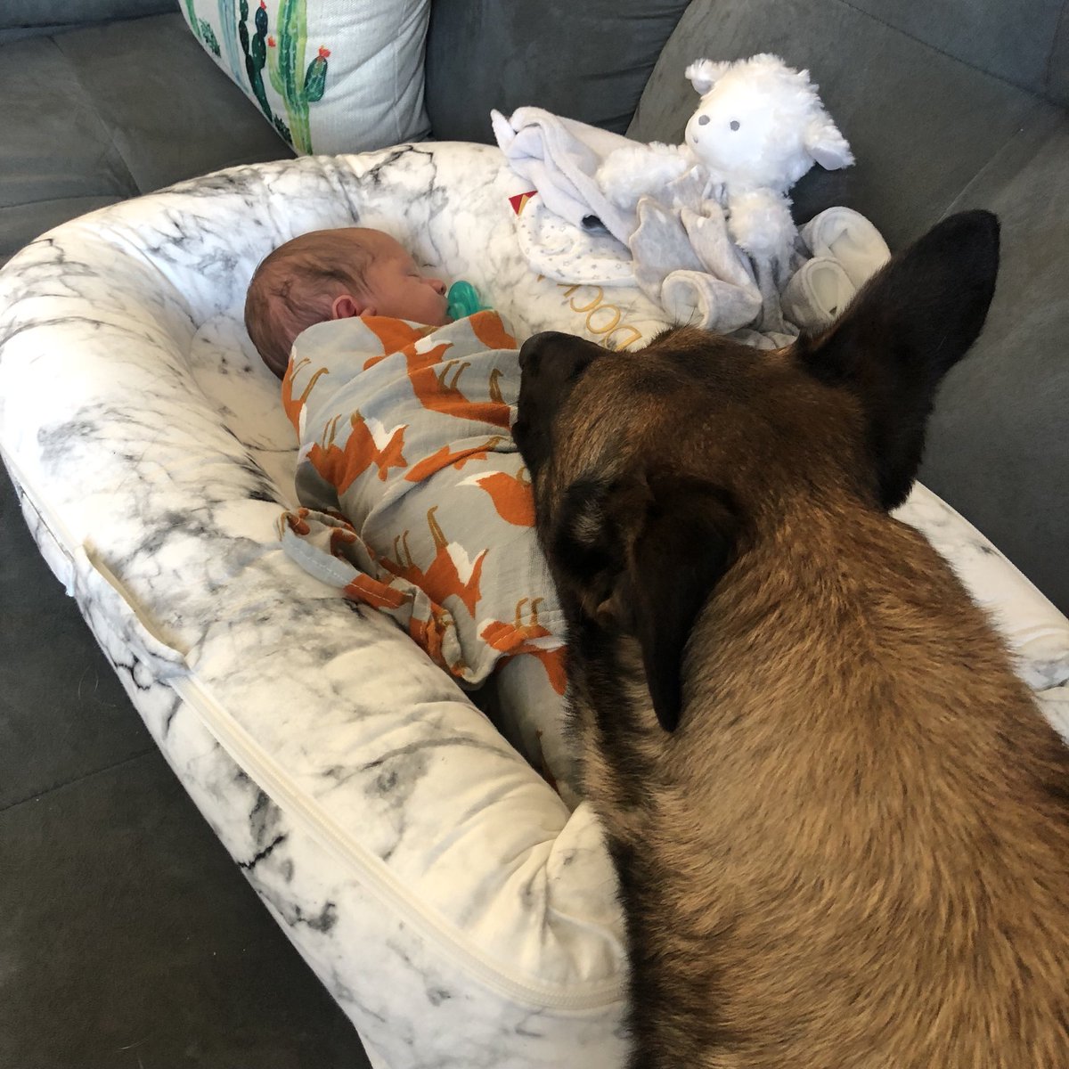 ChiefRobledo's tweet image. PPD K9 Kàra is on double time watching out for newborn “Baby Waylon Lee” while he sleeps. @Pf_Police K9s have the best servant 💕 and guard our ofcs &amp;amp; families 24/7. We should be more like them! @bluecourage