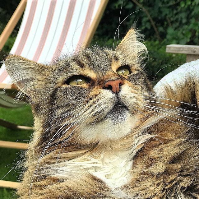 @gaynorbroda 😻 ift.tt/2v5PayG