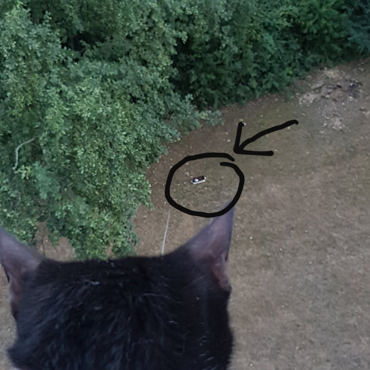 Uriel2911's tweet photo. "Wie komm ich nur an das #vögelchen ran,dass eventuell zum von der #hausgemeinschaft extra aufgestellten #vogelbad kommt.Ach menno,Frauchen musste ja unbedingt in den 5 Stock ziehen."
#tierschutz #hitzewelle #animalshelp #birdlovers #cats🐱 #birdbath #PETA https://t.co/ZRUIMJmH3X