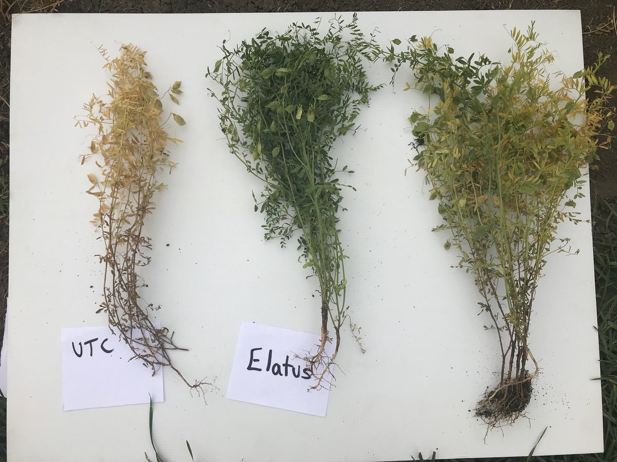 Kelly_Tiller's tweet photo. 2018 anthracnose trial: 30 days after application..
1. Untreated 😬😭
2. Elatus 🔥😍 🙌
3. Something else 😐
@syngentacanada https://t.co/0ik7jEgHLq