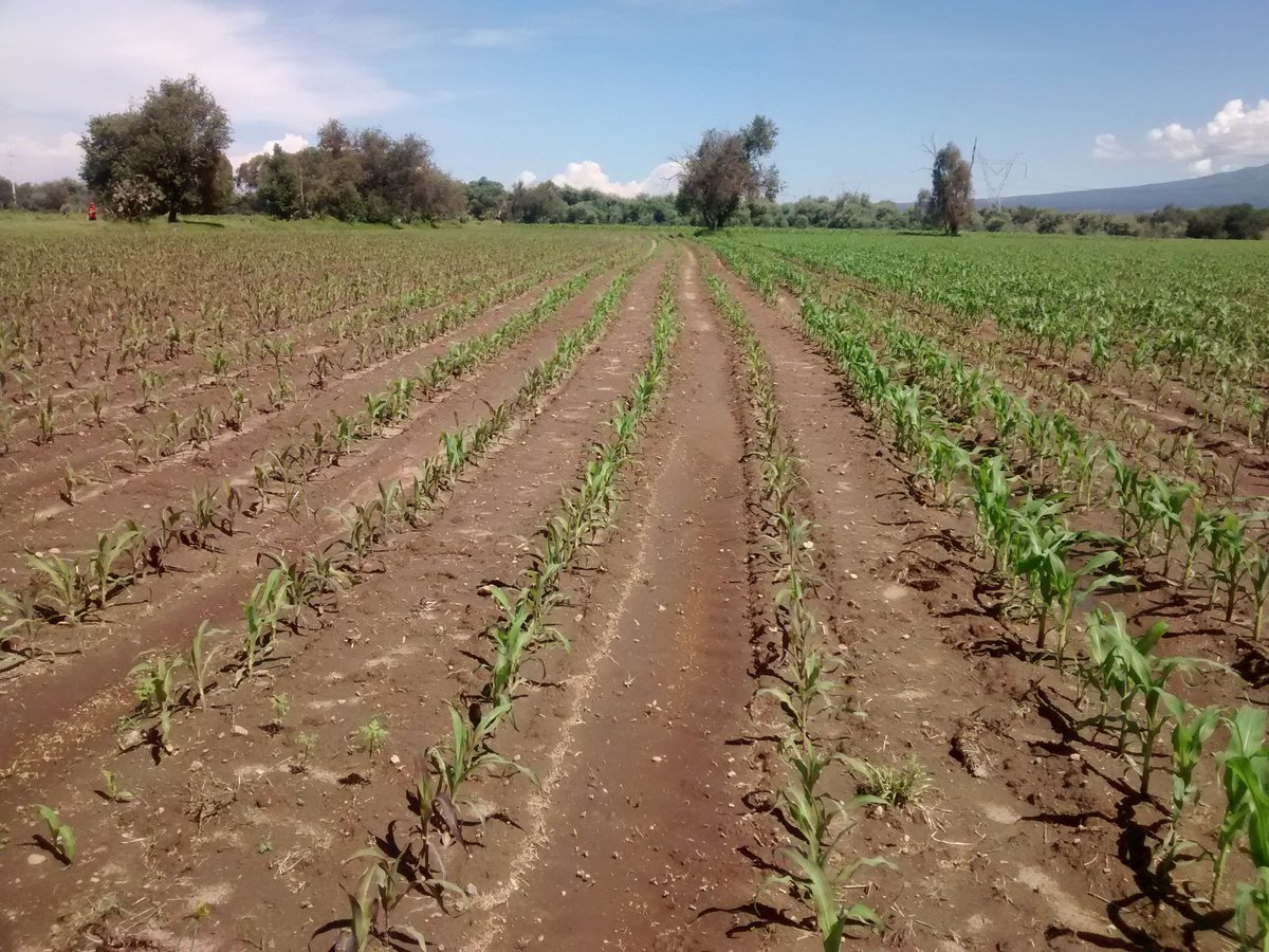 LuisAguilarMod3's tweet photo. Efecto de la fertilización (NPK) al momento de la siembra en parcelas de extensión de San Bartolomé Hueyapan, Tepeaca, Puebla. existe diferencia también en la tolerancia a la sequia. #PROAGROCapacita https://t.co/snCuCK4b99