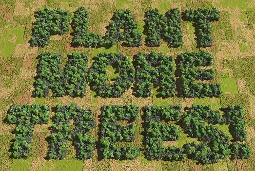 fast growing trees