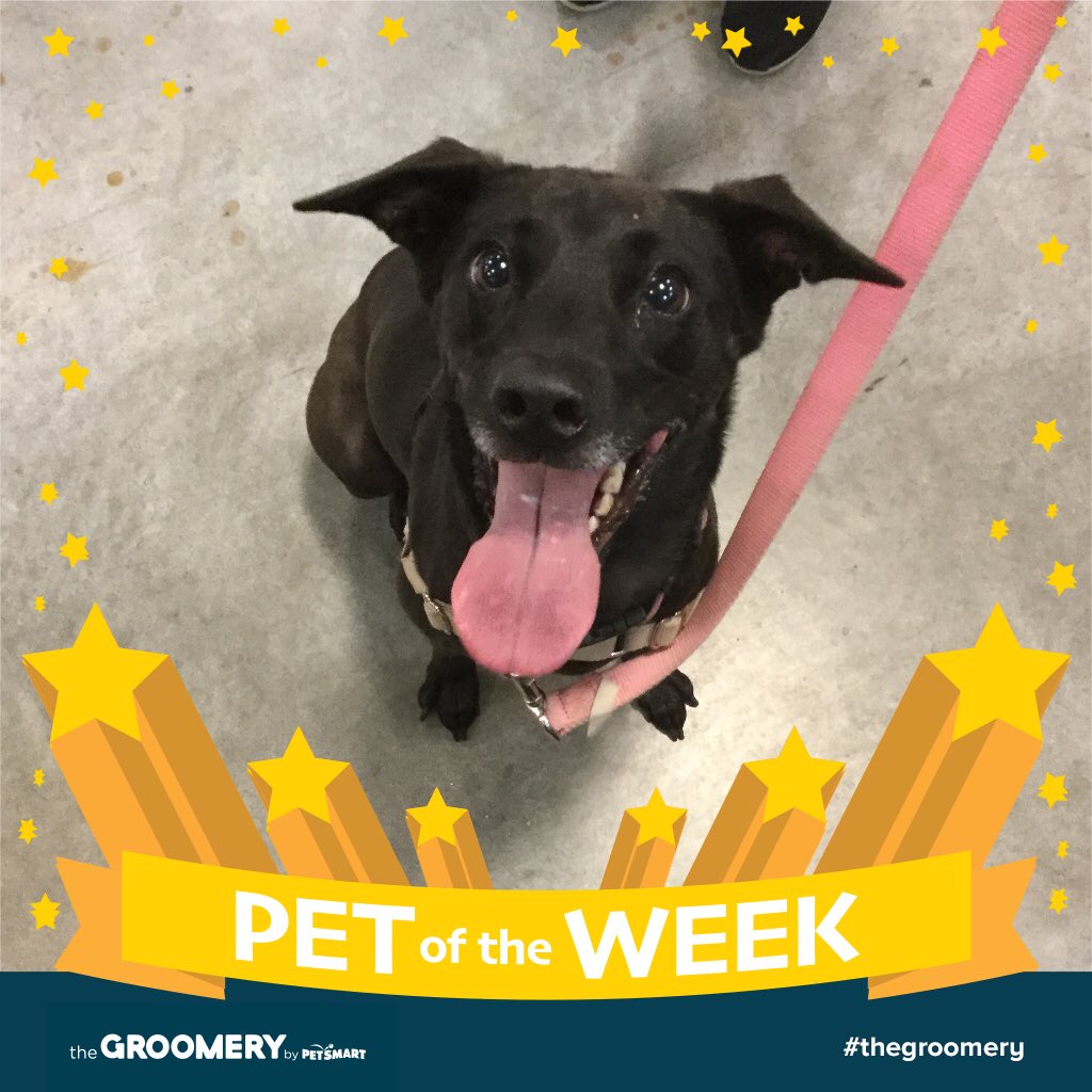 #PetOfTheWeek DELILAH! #PetSmart #PetSmartTraining #AreaTrainer <a href="/PetSmartAE/">Associate Engagement</a> <a href="/PetSmart/">PetSmart</a> <a href="/LifeatPetSmart/">Life At PetSmart</a>