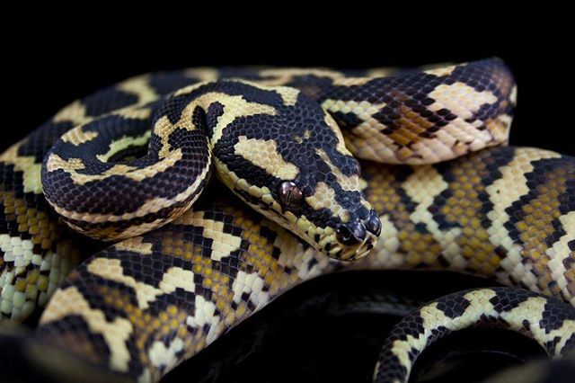 EBMorelia's tweet photo. Here is a Paupan Carpet Python aka ij that I produced. Love this subspecies. #carpetpython #ebmorelia #papuancarpetpython #ij #irianjayacarpetpython #moreliaspilota https://t.co/m84Qt0h3ZI https://t.co/9a1GTepbor