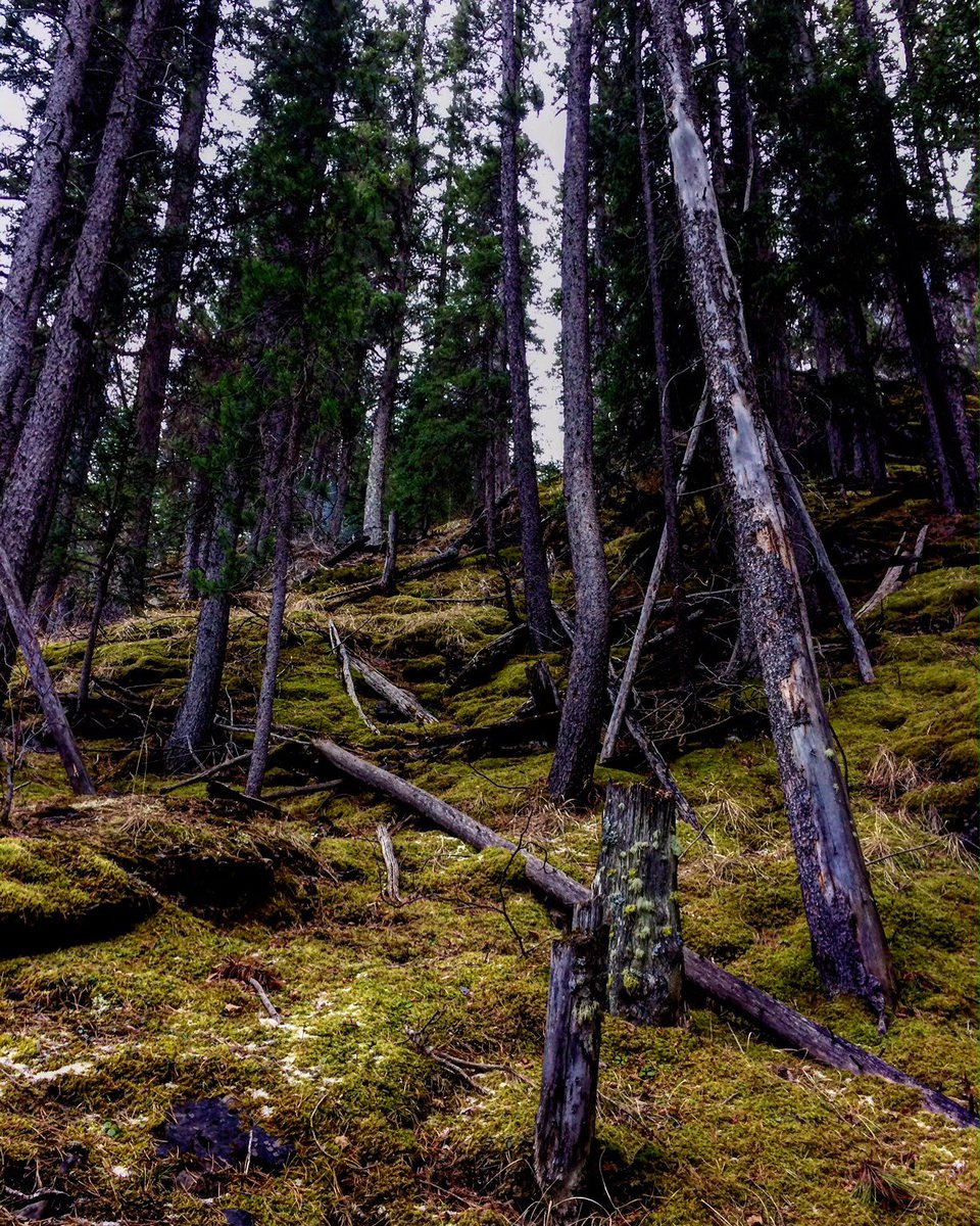 brotherslee's tweet image. #exploreoverland #Travel #nature #landscapephotography #photographer #photography #1DDrive #Follow4FollowBack #trees  #blue #green