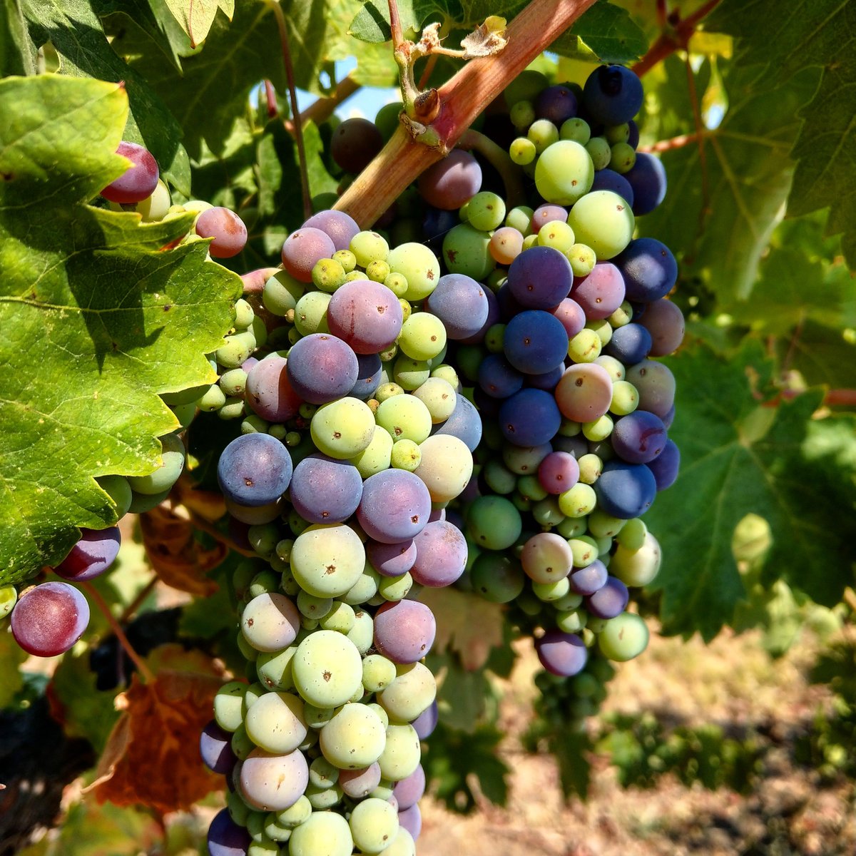 Verasion in the vineyards at White Oak!