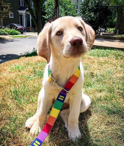 An extremely cute dog poses in a very cute rainbow HRC leash.